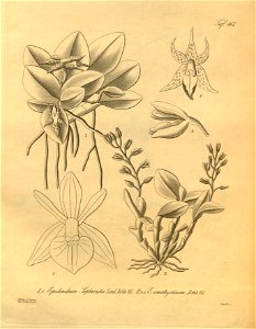 Epidendrum sophronitis - Epidendrum amethystinum - Xenia 2 pl 167
