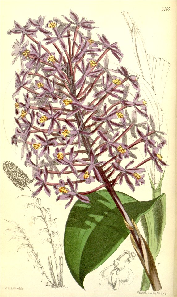 Epidendrum syringothyrsis - Curtis' 101 (Ser. 3 no. 31) pl. 6145 (1875)