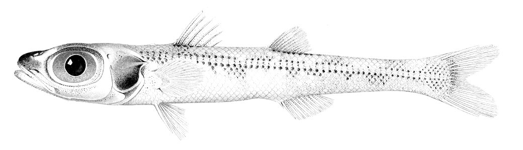 Epigonus atherinoides