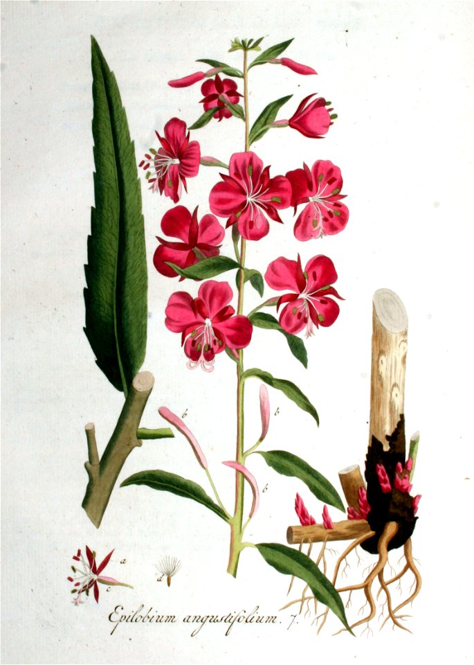 Epilobium angustifolium — Flora Batava — Volume v1