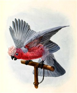 Eolophus roseicapilla 1876