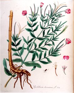 Epilobium hirsutum — Flora Batava — Volume v10