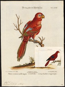 Eos rubra - 1700-1880 - Print - Iconographia Zoologica - Special Collections University of Amsterdam - UBA01 IZ18500316