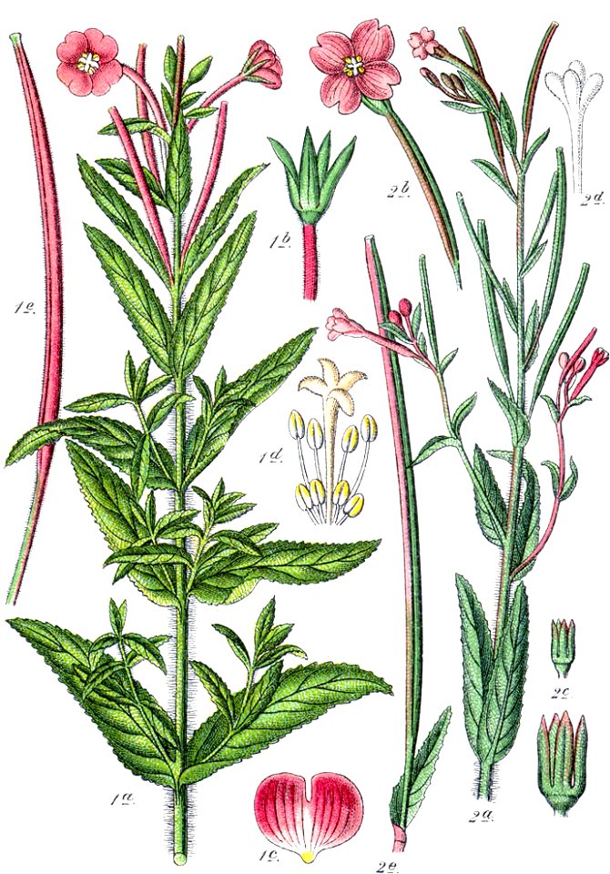 Epilobium parviflorum (Sturm)