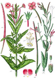 Epilobium parviflorum (Sturm)