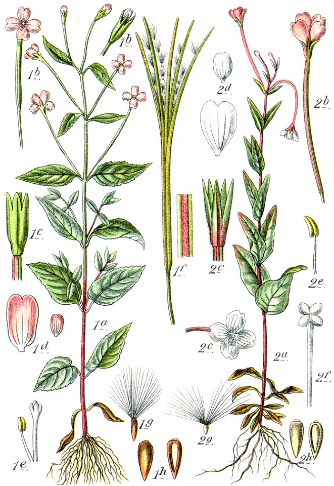Epilobium spp Sturm38