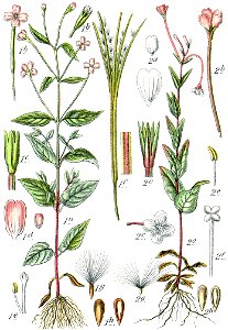 Epilobium spp Sturm38