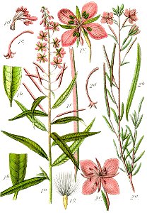 Epilobium spp Sturm42
