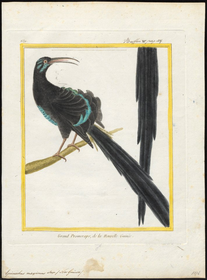 Epimachus maximus - 1700-1880 - Print - Iconographia Zoologica - Special Collections University of Amsterdam - UBA01 IZ16100073