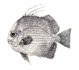Ephippus orbis Ford 29