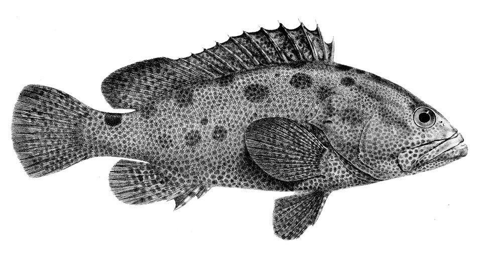 Epinephelus polyphekadion 1866