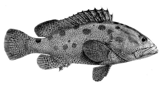 Epinephelus polyphekadion 1866
