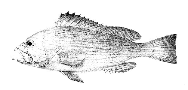 Epinephelus undulosus Ford 2