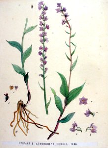 Epipactis atrorubens — Flora Batava — Volume v19