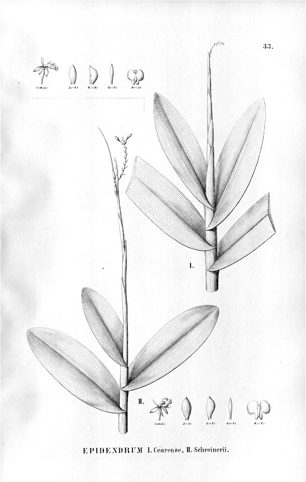 Epidendrum anceps (as Epidendrum cearense and Epidendrum schreineri)- Fl.Br.3-5-33