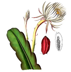 Epiphyllum hookeri pm1