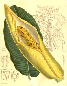 Epipremnum giganteum (Roxb.) Schott