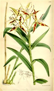 Epidendrum criniferum - Curtis' 100 (Ser. 3 no. 30) pl. 6094 (1874)