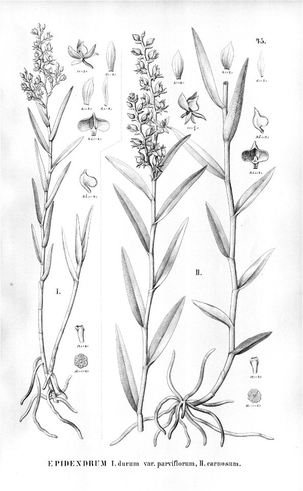 Epidendrum dendrobioides (as syn. Ep. Durum var. parviflorum and as syn. Ep. carnosum) - Fl. Br. vol. 3 part. 5 pl. 45