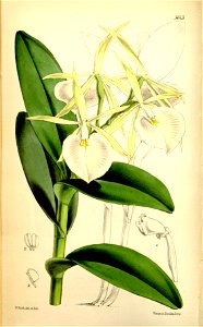 Epidendrum eburneum - Curtis' 93 (Ser. 3 no. 23) pl. 5643 (1867)