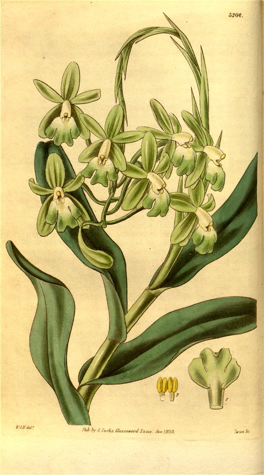 Epidendrum harrisoniae - Curtis' 60 (N.S. 7) pl. 3209 (1833)
