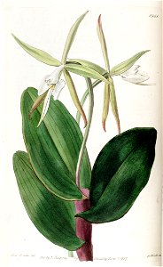Epidendrum nocturnum - Edwards' vol. 23 pl 1961 (1827)