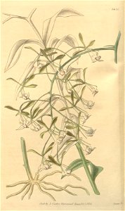 Epidendrum paniculatum (as Epidendrum floribundum) - Curtis 65-3637 (1839)