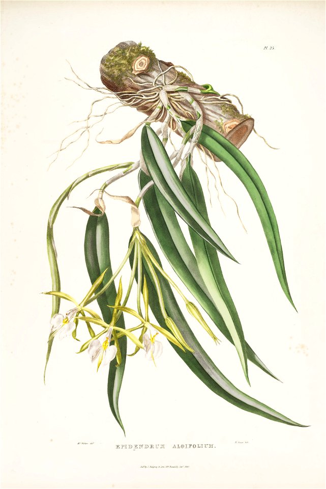 Epidendrum parkinsonianum (as Epidendrum aloifolium) - Bateman Orch. Mex. Guat. pl. 25 (1842)