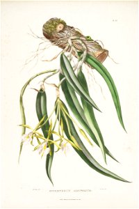Epidendrum parkinsonianum (as Epidendrum aloifolium) - Bateman Orch. Mex. Guat. pl. 25 (1842)