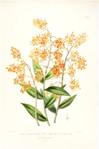 Epidendrum polyanthum - Bateman Orch. Mex. Guat. pl. 34 (1842)
