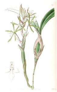 Epidendrum purpurascens (as syn. Ep. clavatum) - Edwards' vol. 22 pl. 1870 (1836). Free illustration for personal and commercial use.