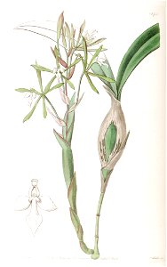 Epidendrum purpurascens (as syn. Ep. clavatum) - Edwards' vol. 22 pl. 1870 (1836)