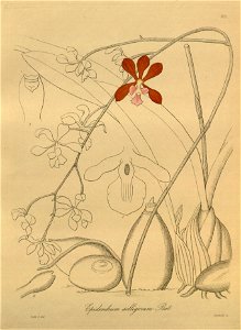 Epidendrum selligerum - Xenia vol. 3 fig. 233