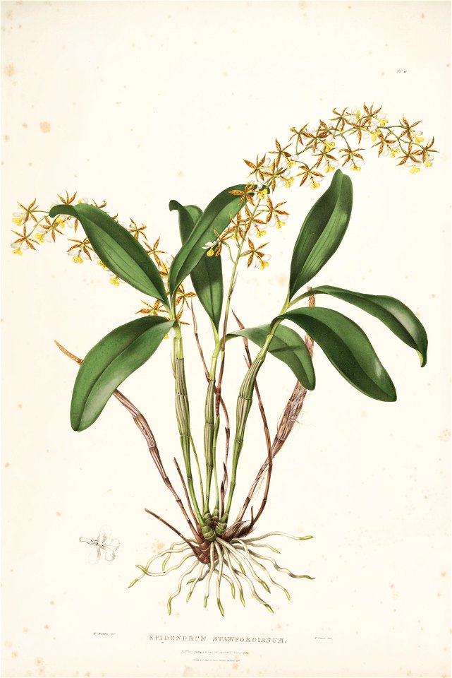 Epidendrum stamfordianum - Orch Mex.Guat. pl. 11 (1837-1843)