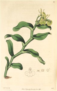 Epidendrum umbelliferum (as Epidendrum umbellatum) - The Bot. Reg. 1 pl. 80 (1815)