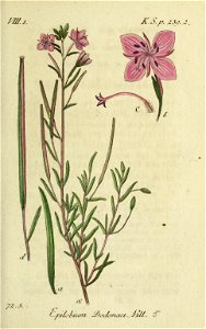 Epilobium dodonaei - Deutschlands flora in abbildungen nach der natur - vol. 17 - t. 5. Free illustration for personal and commercial use.