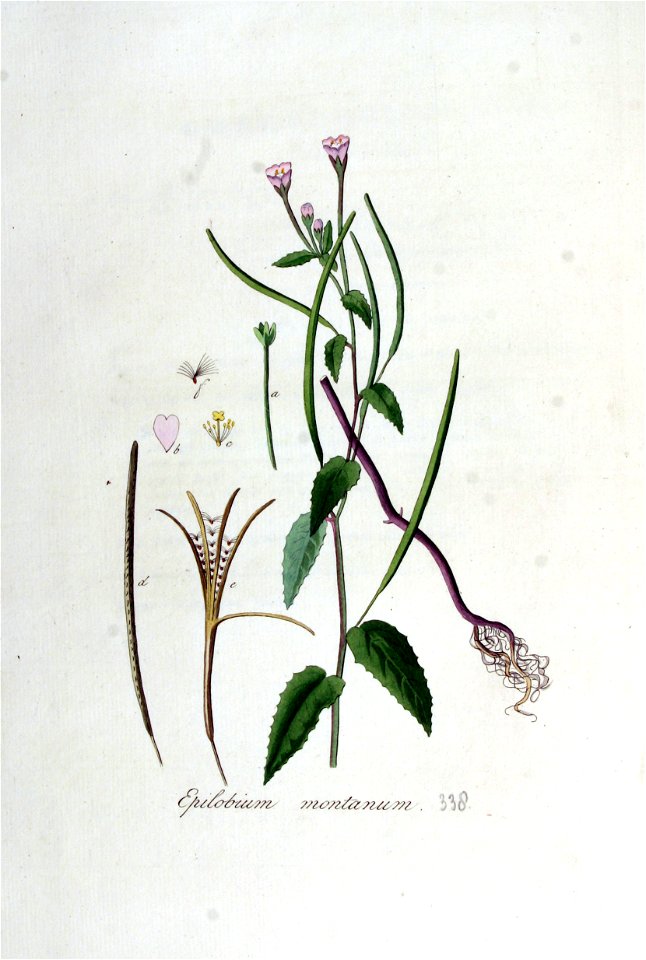 Epilobium montanum — Flora Batava — Volume v5