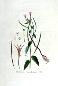 Epilobium montanum — Flora Batava — Volume v5