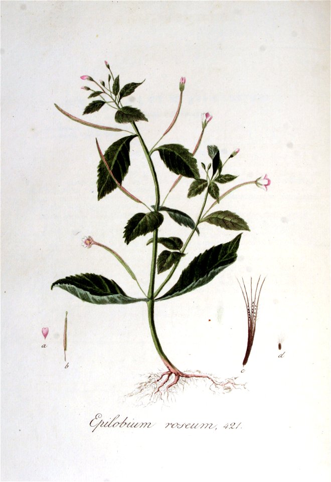 Epilobium roseum — Flora Batava — Volume v6