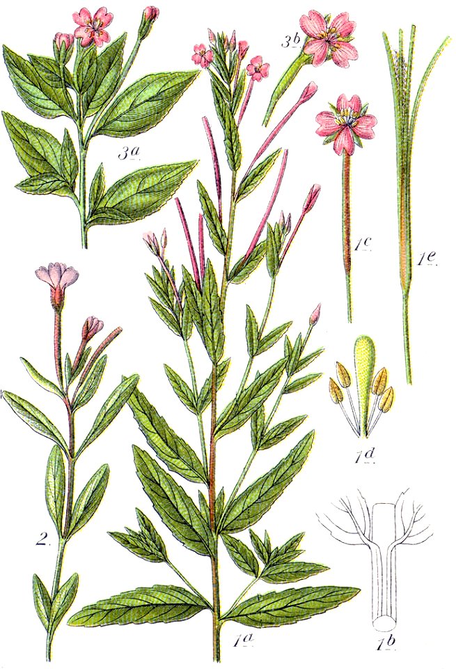 Epilobium spp Sturm40