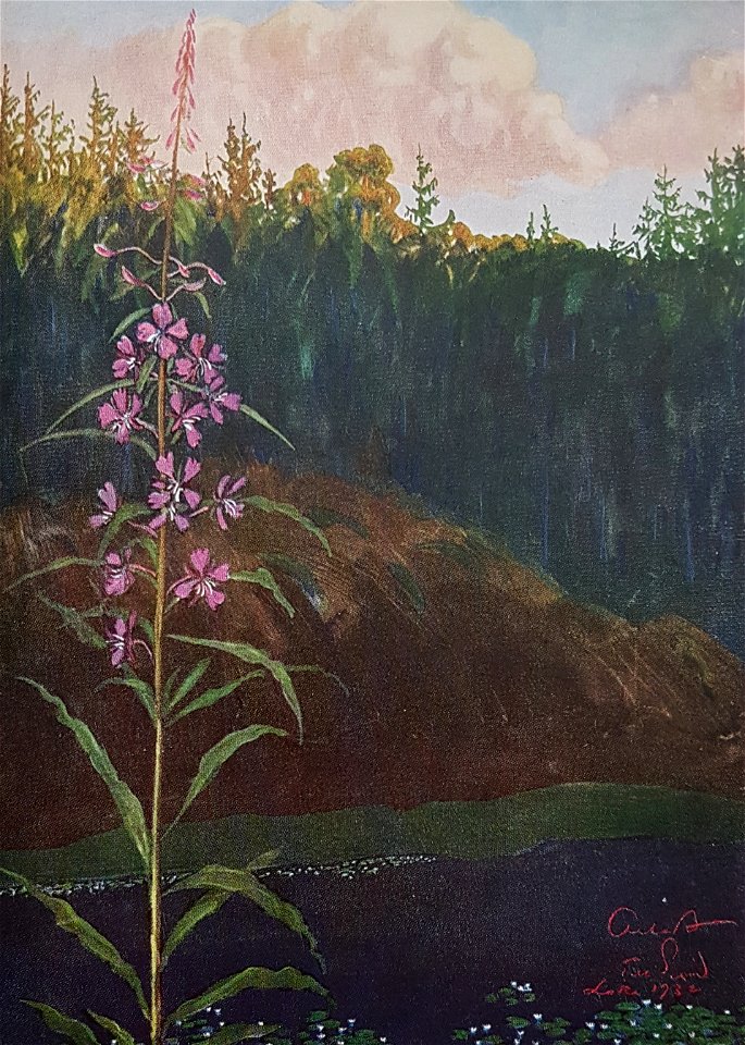 Epilobium x Albert Engström 1932
