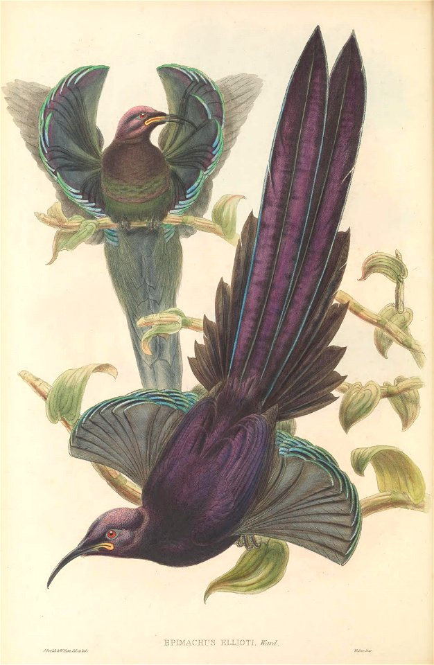 Epimachus ellioti - The Birds of New Guinea