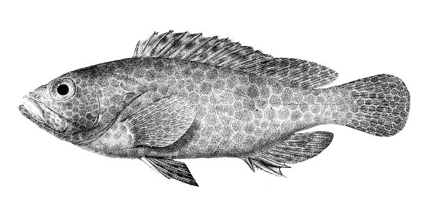 Epinephelus hexagonatus Ford 2. Free illustration for personal and commercial use.