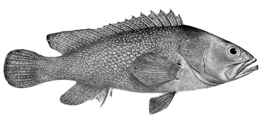 Epinephelus summana