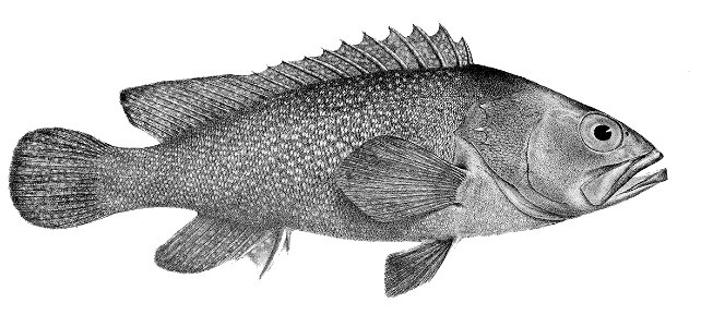 Epinephelus summana