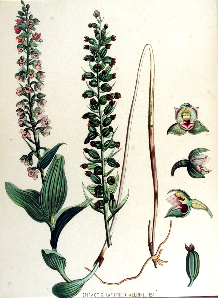 Epipactis latifolia — Flora Batava — Volume v15