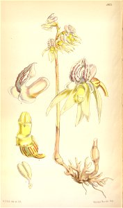 Epipogium aphyllum (as Epipogium gmelinii, spelled Epipogon gmelini) - Curtis' 80 (Ser. 3 no. 10) pl. 4821 (1854)