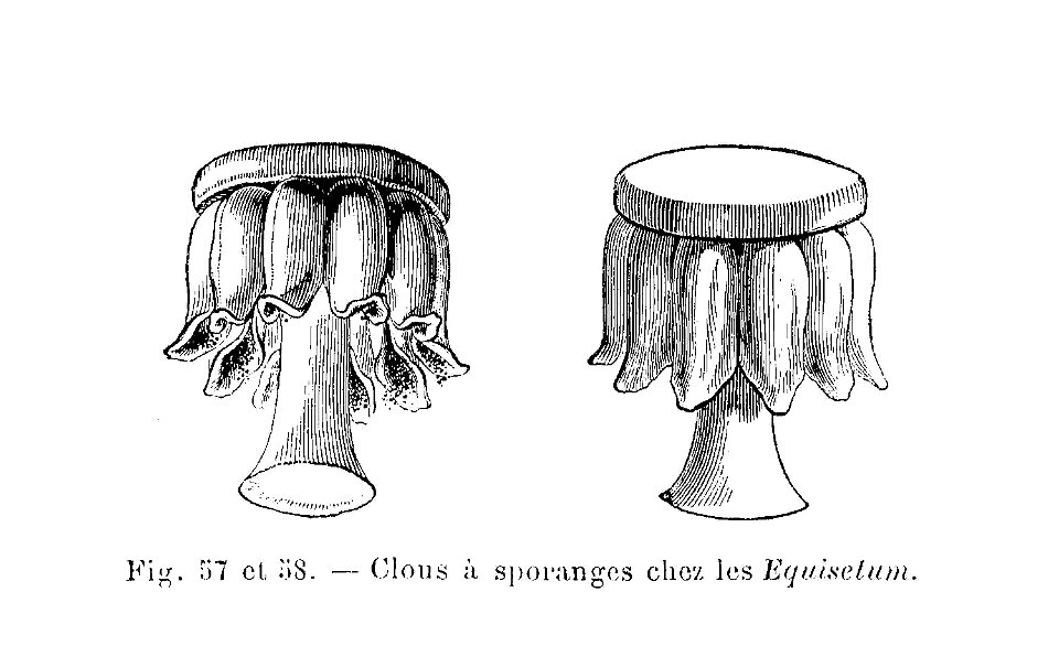 Equisetum - clou à sporange