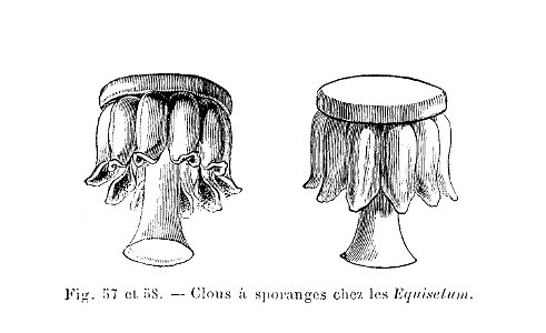 Equisetum - clou à sporange