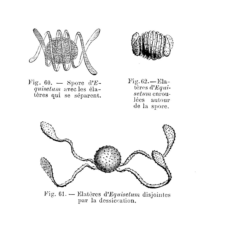 Equisetum - spore & élatères